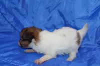 RAVEN, a female Papillon for sale in Monticello, WI – 2 of 9