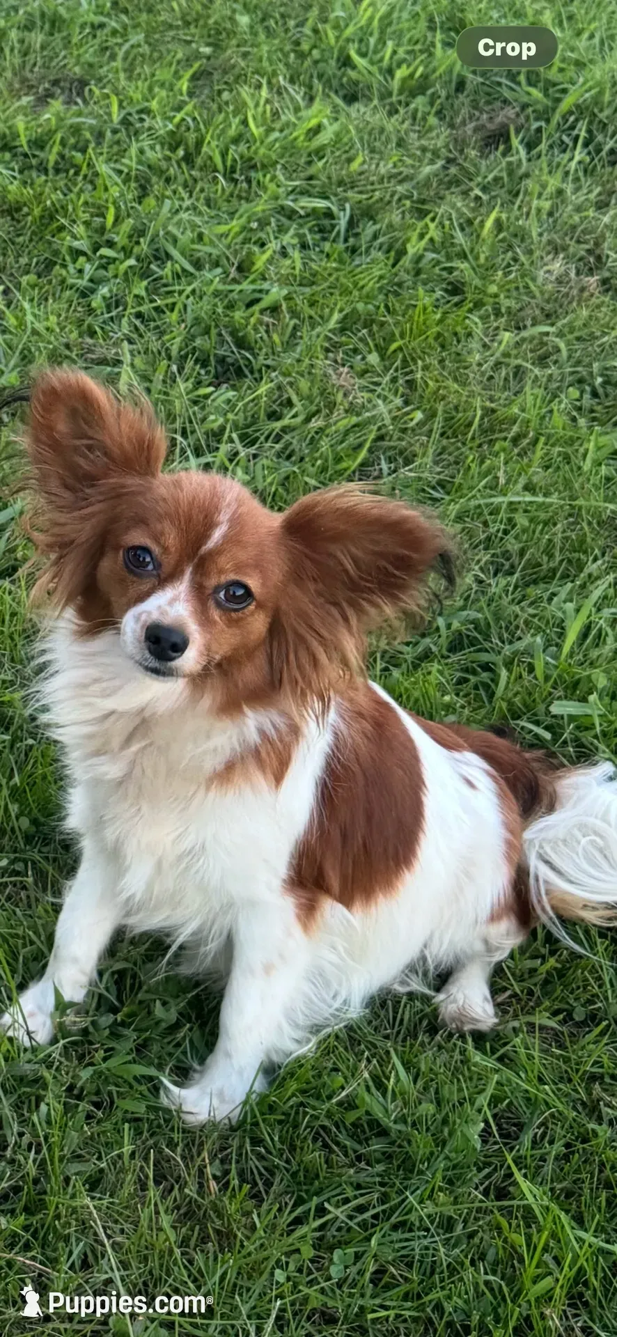 RAVEN, a female Papillon for sale in Monticello, WI – 9 of 9