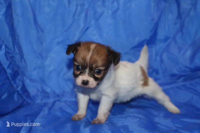 RAVEN – Papillon puppy for sale in Monticello, WI