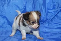 Rose, a female Papillon for sale in Monticello, WI – 5 of 6