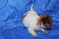 RAVEN, a female Papillon for sale in Monticello, WI – 6 of 9