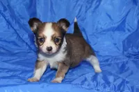 Bow, a male Papillon for sale in Monticello, WI – 4 of 7