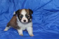 Bell, a female Papillon for sale in Monticello, WI – 1 of 5