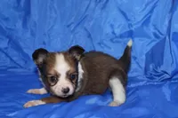 Bow, a male Papillon for sale in Monticello, WI – 3 of 7