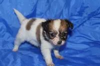 Rose, a female Papillon for sale in Monticello, WI – 3 of 6