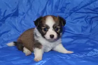 Bell, a female Papillon for sale in Monticello, WI – 2 of 5