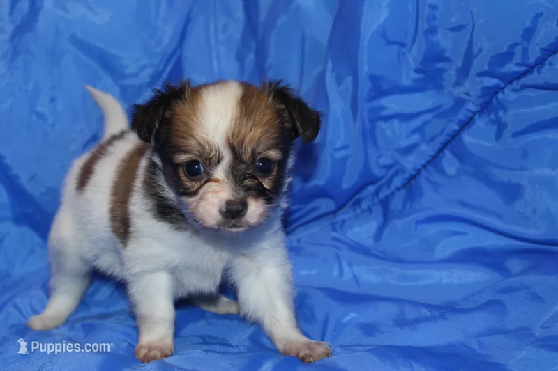 Rose – Papillon puppy for sale in Monticello, WI