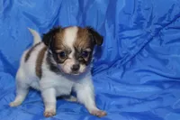 Rose, a female Papillon for sale in Monticello, WI – 1 of 6