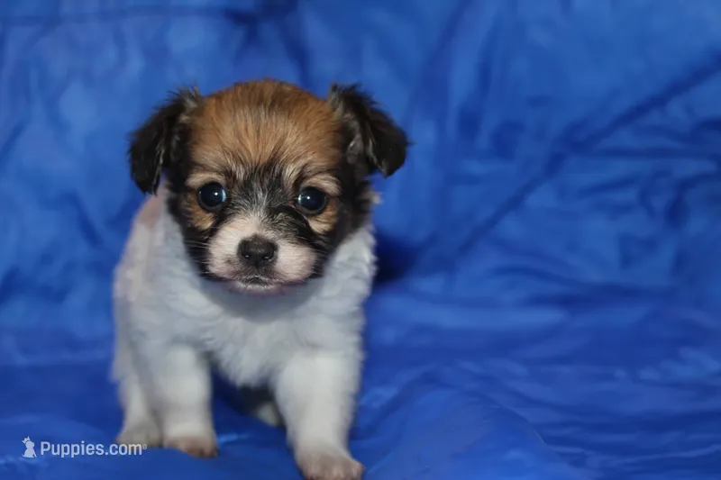 Scrappy – Papillon puppy for sale in Monticello, WI