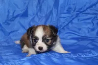 Bell, a female Papillon for sale in Monticello, WI – 3 of 5