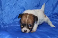 RAVEN, a female Papillon for sale in Monticello, WI – 4 of 9