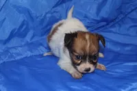 RAVEN, a female Papillon for sale in Monticello, WI – 3 of 9