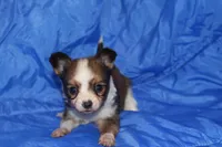 Bow, a male Papillon for sale in Monticello, WI – 2 of 7