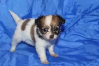 Rose, a female Papillon for sale in Monticello, WI – 2 of 6