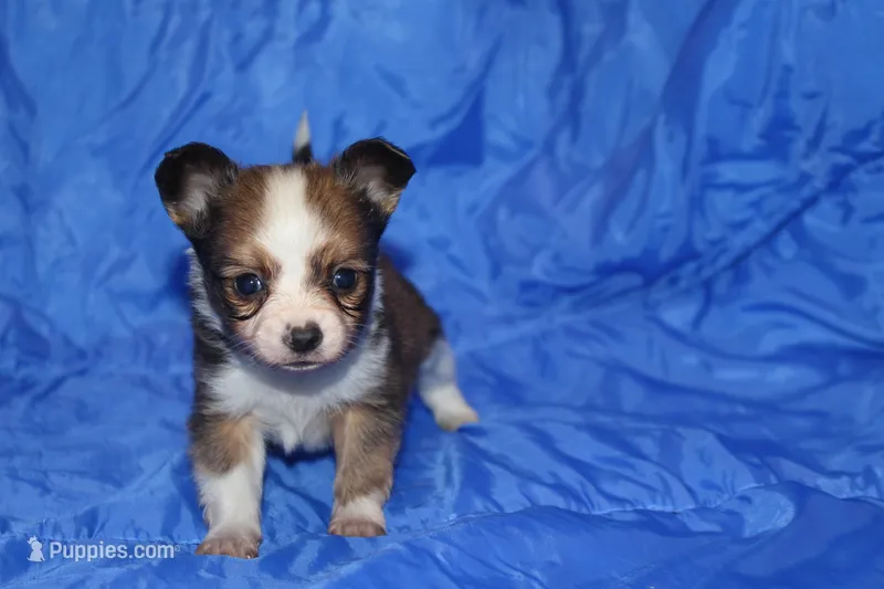 Bow – Papillon puppy for sale in Monticello, WI