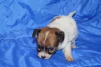RAVEN, a female Papillon for sale in Monticello, WI – 5 of 9