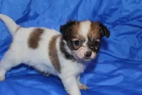 Rose, a female Papillon for sale in Monticello, WI – 6 of 6