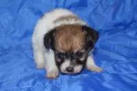 Scrappy, a female Papillon for sale in Monticello, WI – 2 of 5