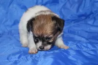 Scrappy, a female Papillon for sale in Monticello, WI – 3 of 5