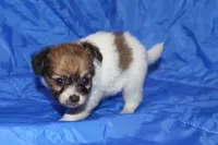 Scrappy, a female Papillon for sale in Monticello, WI – 5 of 5