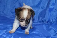 Rose, a female Papillon for sale in Monticello, WI – 4 of 6