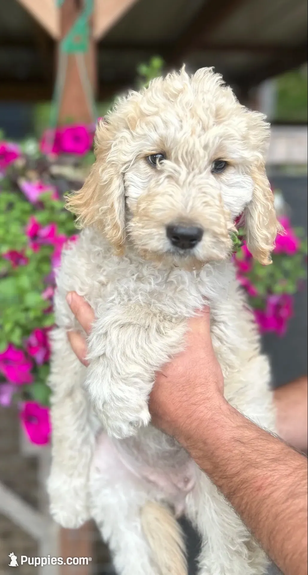 F1 Pink collar, a female Goldendoodle for sale in Rainier, WA – 2 of 2