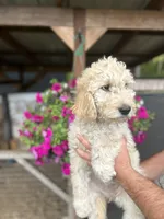 Pink collar, a female Goldendoodle for sale in Rainier, WA – 2 of 2