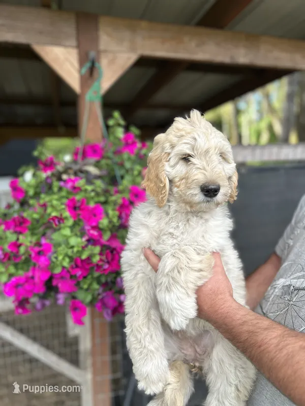 F1 Purple collar  – Goldendoodle puppy for sale in Rainier, WA