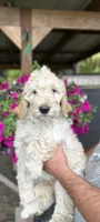 F1 Purple collar , a female Goldendoodle for sale in Rainier, WA – 2 of 2
