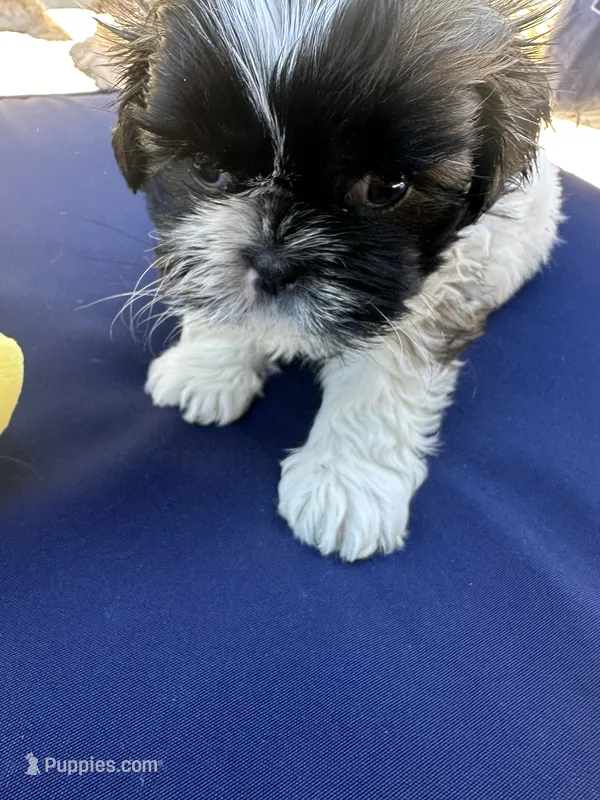 Alfie – Shih Tzu puppy for sale in Arnold, MO
