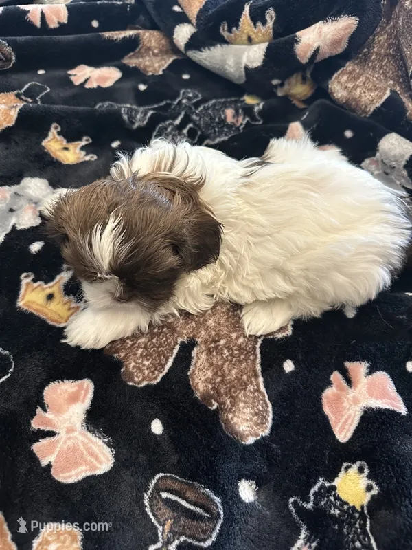 Oreo – Shih Tzu puppy for sale in Arnold, MO