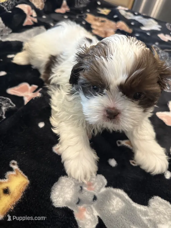 Hudson – Shih Tzu puppy for sale in Arnold, MO