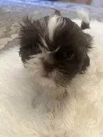 Oreo, a male Shih Tzu for sale in Arnold, MO – 3 of 4