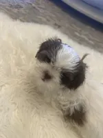 Leo, a male Shih Tzu for sale in Arnold, MO – 3 of 5