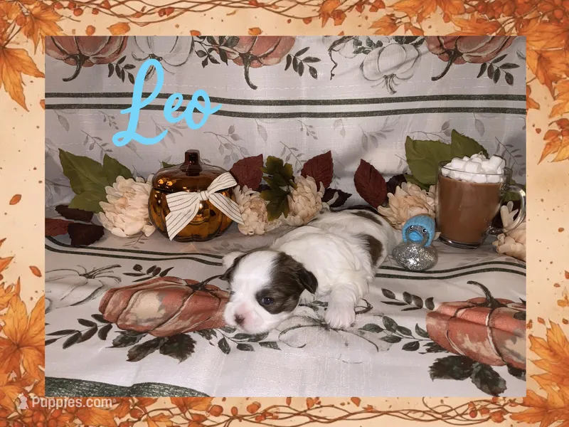 Leo – Shih Tzu puppy for sale in Arnold, MO
