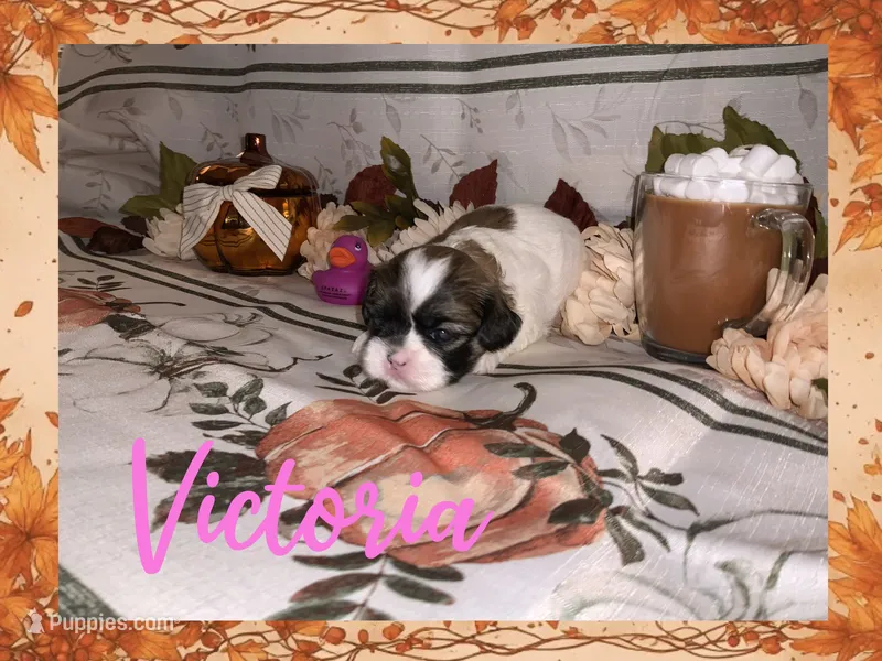 Victoria – Shih Tzu puppy for sale in Arnold, MO