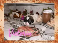Victoria, a female Shih Tzu for sale in Arnold, MO – 1 of 1