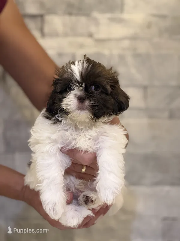 Oreo – Shih Tzu puppy for sale in Arnold, MO