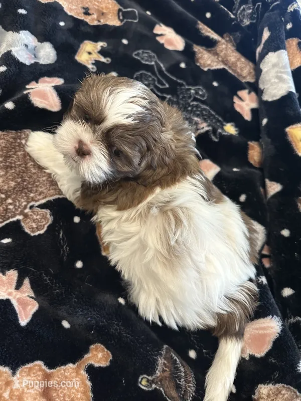 Molly – Shih Tzu puppy for sale in Arnold, MO