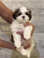 Leo, a male Shih Tzu for sale in Arnold, MO – 1 of 5