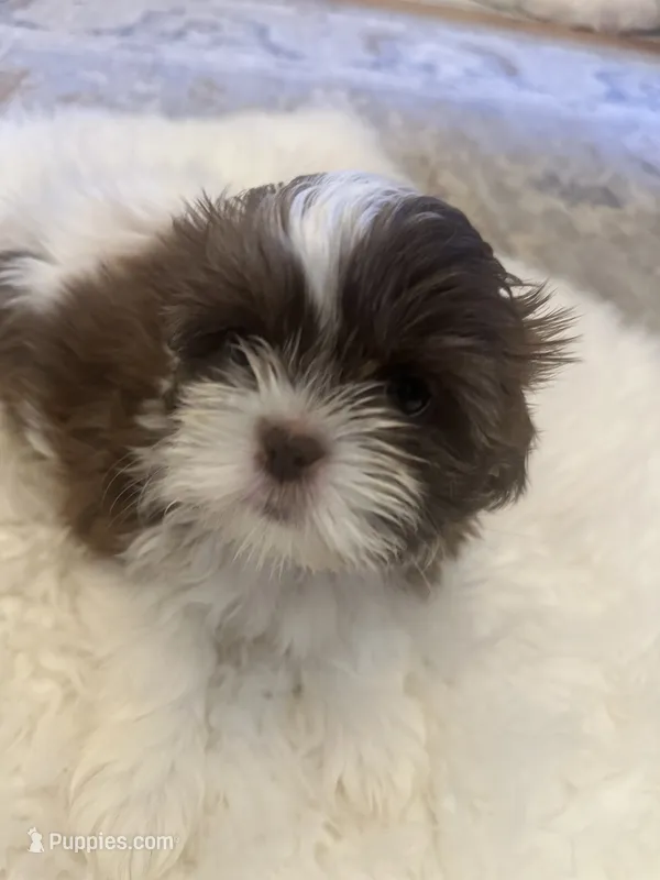 Molly – Shih Tzu puppy for sale in Arnold, MO