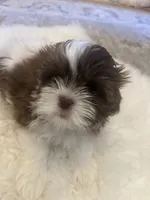 Molly, a female Shih Tzu for sale in Arnold, MO – 2 of 5