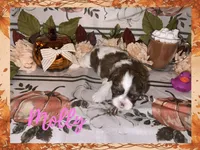 Molly, a female Shih Tzu for sale in Arnold, MO – 1 of 1