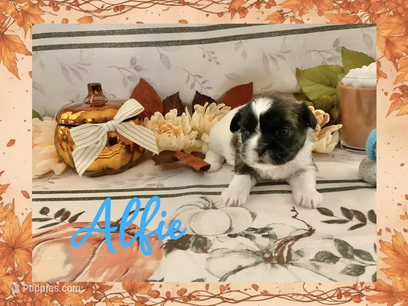 Alfie – Shih Tzu puppy for sale in Arnold, MO