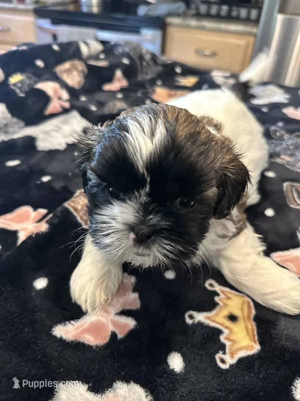 Alfie – Shih Tzu puppy for sale in Arnold, MO