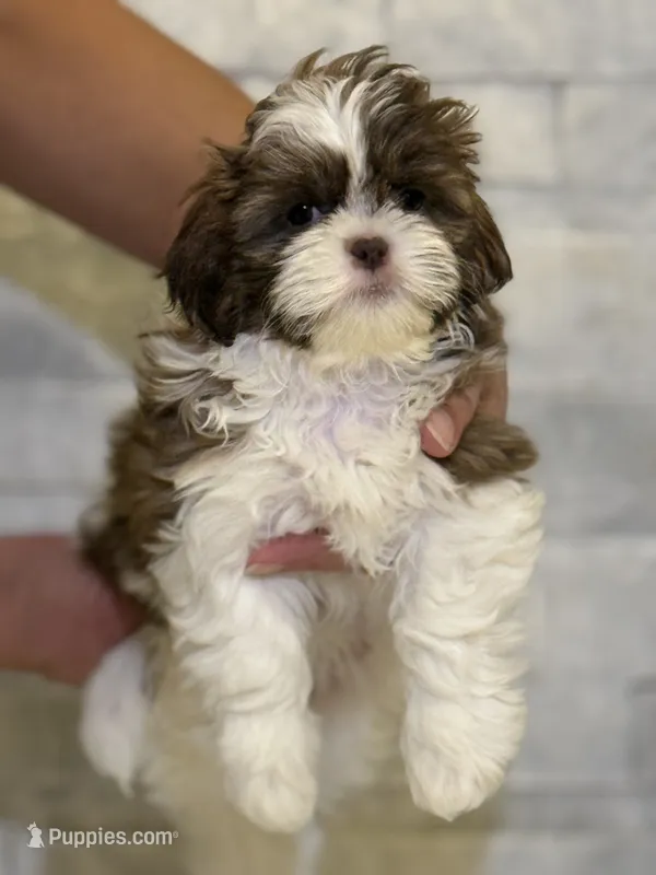Molly – Shih Tzu puppy for sale in Arnold, MO