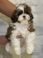 Molly, a female Shih Tzu for sale in Arnold, MO – 1 of 5