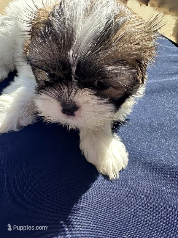 Victoria – Shih Tzu puppy for sale in Arnold, MO