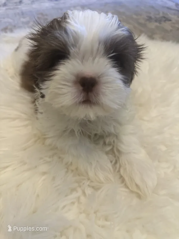 Leo – Shih Tzu puppy for sale in Arnold, MO