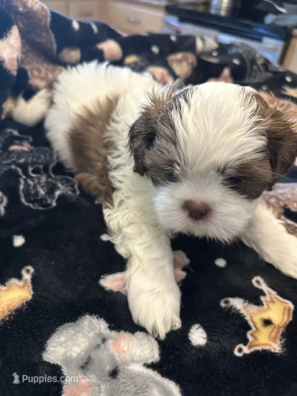 Leo – Shih Tzu puppy for sale in Arnold, MO